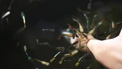 Small fish nibble finger. Stock Footage