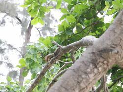 Squirrel eating fruit on the tree. Stock Footage