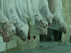 Dead sheep hanging outside butcher shop, Jordan Stock Footage