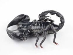 Scorpion Stock Footage