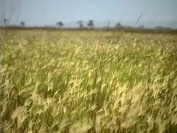 Blowing Grass Stock Footage
