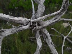 Climate Change Impacts South Florida Ecosystems Stock Footage