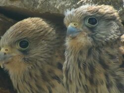 CU Pair of Lesser Kestrel (Falco naumanni) chicks in old house roof / Judea, Israel Stock Footage