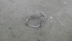 Crabs Fighting Stock Footage