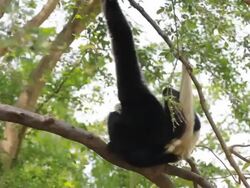 Gibbon in a tree. Stock Footage
