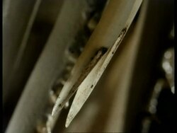 BCU 2 hollow front snake fangs Stock Footage