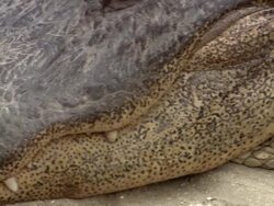 CU PAN Alligator teeth to eyes / Fort Lauderdale, Florida, United States Stock Footage