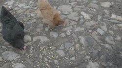 Chickens Stock Footage