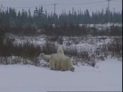 Polar bear (Ursus maritimus) rolling on its back, near Churchill, Manitoba, Canada Stock Footage