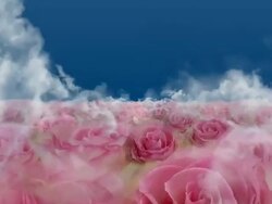BLOOMING ROSE FIELD  - roses/clouds/blue (seamless loopable) Stock Footage