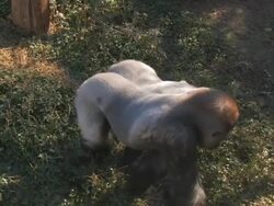 Gorilla hesitating Stock Footage