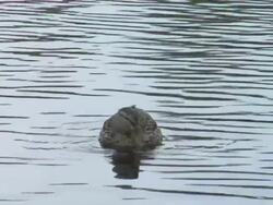 Mallard the duck. ver. 02 Stock Footage