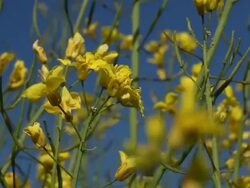 Rape Blossoms Stock Footage