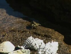 Cancer animal on rock Stock Footage