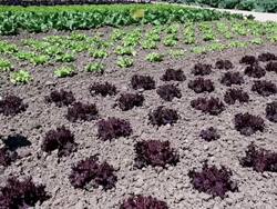 MS View of salad plants in line / Koblenz, Rhineland-Palatinate, Germany Stock Footage