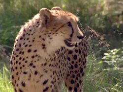 MS SLO MO Shot of Cheetah, Pilanesberg Game Reserve / North West Province, South Africa Stock Footage