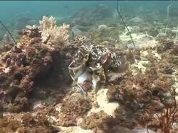 Broad club Cuttlefish (Sepia latimanus) catching catfish, Brunei Stock Footage