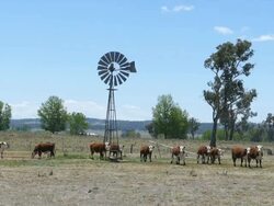 Hereford Cattle and Windmill in Dry Paddock, Australia Stock Footage