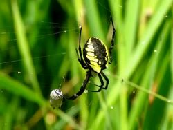 Black and Yellow Garden Spider Stock Footage