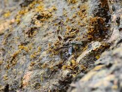 Crabs at the beach Stock Footage