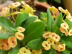 Yellow euphorbia milii Stock Footage