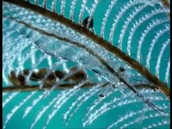 Shrimp & Stinging Sea Fern (Lytocarpus), Great Barrier Reef Stock Footage