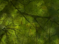 BEECH TREES IN AUTUMN : dark (seamless loopable) Stock Footage