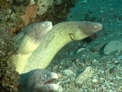 CU Shot of Geometric moray eels peering out from cave with rocks covering with bryozoan and swaying seaweed / Matola, Maputo, Mozambique Stock Footage