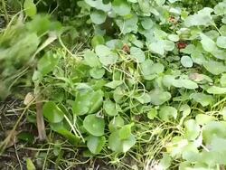 Winnow grass Stock Footage