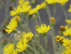 CU Telegraph weed flowers shaking by wind / Mauna kea, Big Island,Hawaii, United States Stock Footage