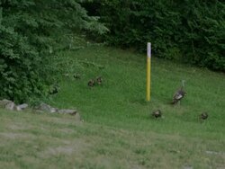 View of some hen turkeys walking with turkey chicks. Stock Footage