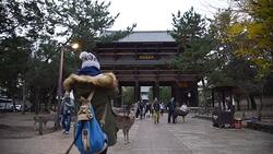 Deer in Nara park, Japan Stock Footage