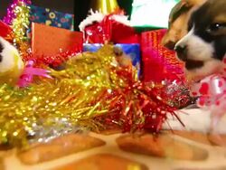 Puppy and gift boxs Stock Footage