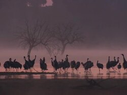 European Cranes (Grus grus), North East Extremadura in Dehesa. The cranes migrate south in winter from Scandinavia and Northern Europe to Spain and roost in large numbers mainly on lake shores. They feed in the dehesas on acorns and invertebrates. Stock Footage