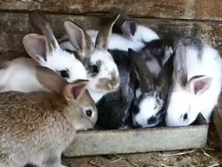 Rabbits in farm Stock Footage