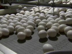 Zoom out of eggs on conveyor belt. Stock Footage