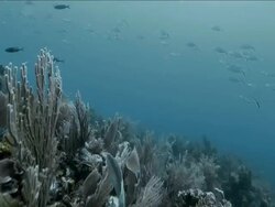 School of Bar Jack fish swim above Caribbean coral Stock Footage