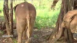 Baby elephants in an elephant sanctuary News Clip