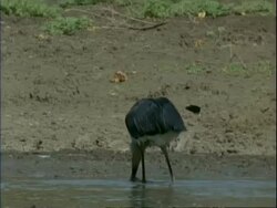MS Marabou stork searching for food in muddy water, stops and turns to camera, Mana Pools, Zimbabwe Stock Footage