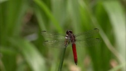 A vivid dragonfly clings to a stem. Stock Footage