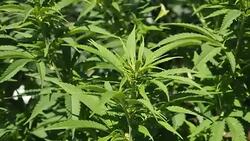 Blooming flowers of Hemp (cannabis) in the garden Stock Footage