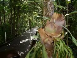 MS, PAN, Boardwalk in tropical rainforest, Mossman, Queensland, Australia Stock Footage