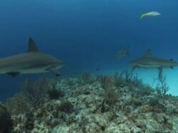 Medium Long Shot push-in - Great white sharks swim over a coral reef. Stock Footage