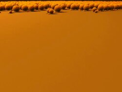 staph colony Stock Footage