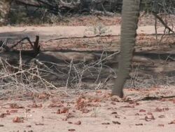 Desert Elephants (Loxodonta africana) selecting fruits, Ugab River Basin, Namibia: desert-dwelling population of African Bush Elephant though not distinct subspecies Stock Footage