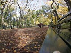 central park Stock Footage