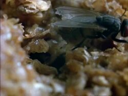 BCU Housefly on rotting food, England Stock Footage