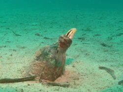 Shorthead Sabretooth Blenny, in bottle close up. Borneo, Malaysia, Southeast Asia Stock Footage