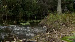 An alligator rushes into a river. Stock Footage