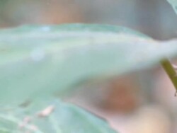 green grasshopper Stock Footage